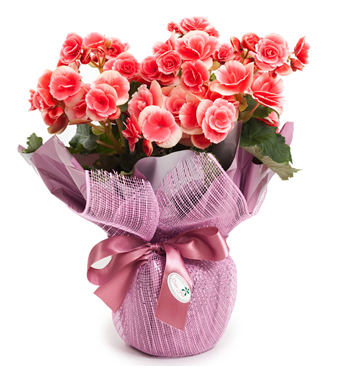 Begonias plant